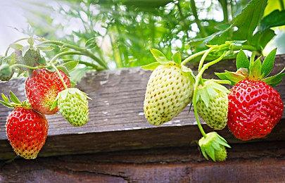 生存城市建设游戏《耀斑纪元》将于2024年1月18日进入抢先体验